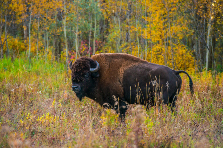 Bizon in Elk Island National Park | © Explore Edmonton