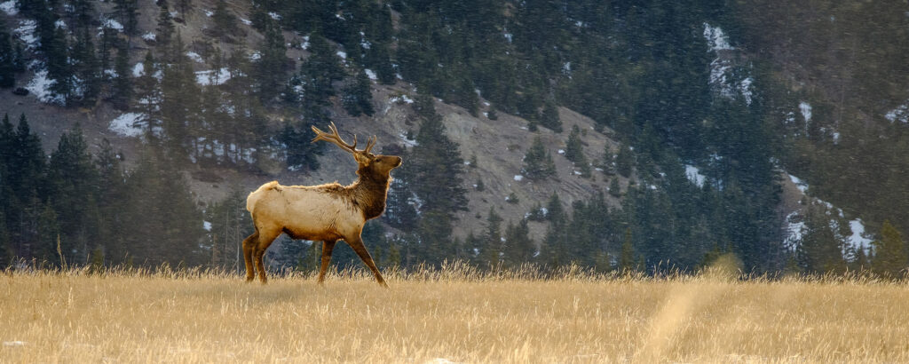 Wild in Jasper National Park