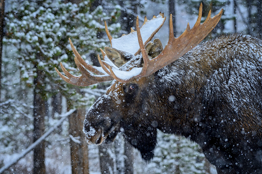 BullMoose_CRMarkJinks (1)