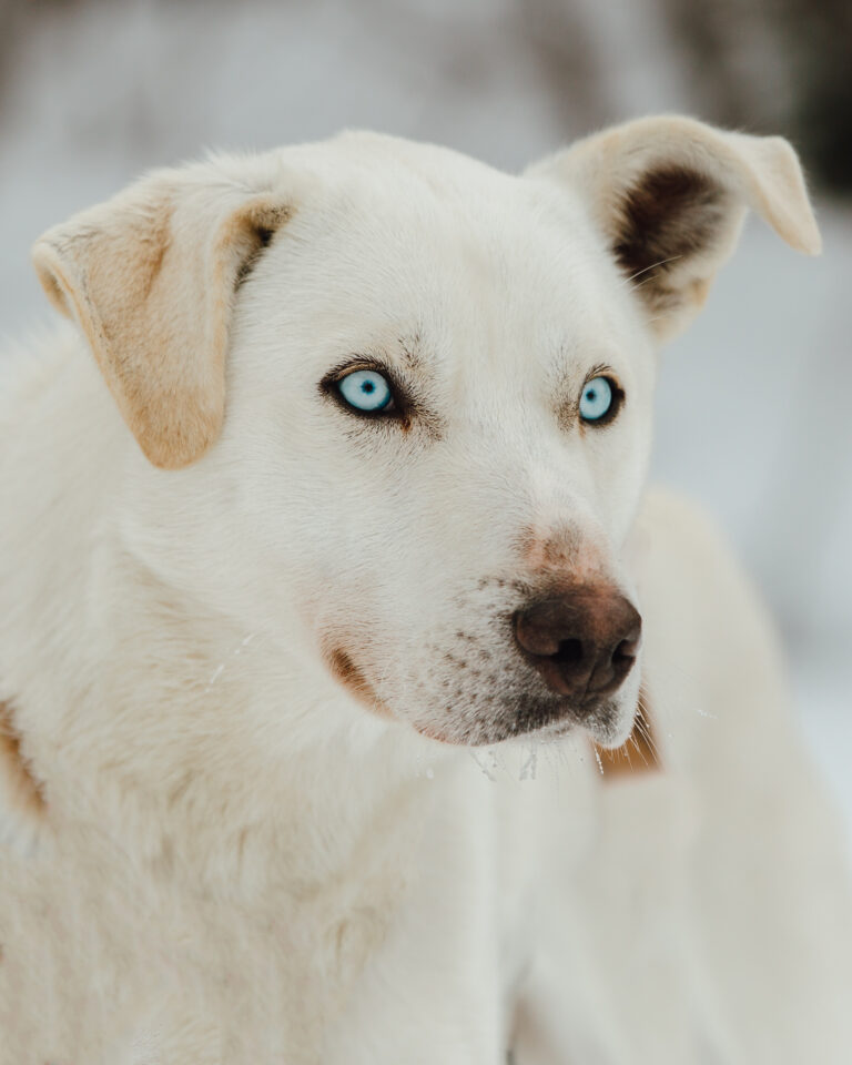 Dogsledding_ColdFireCreekDogsledding_CRMikeSeehagel (1)
