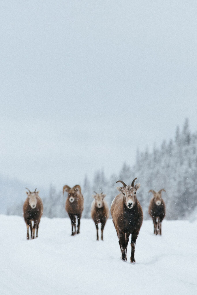 SheepWalking_CRDavidGuenther