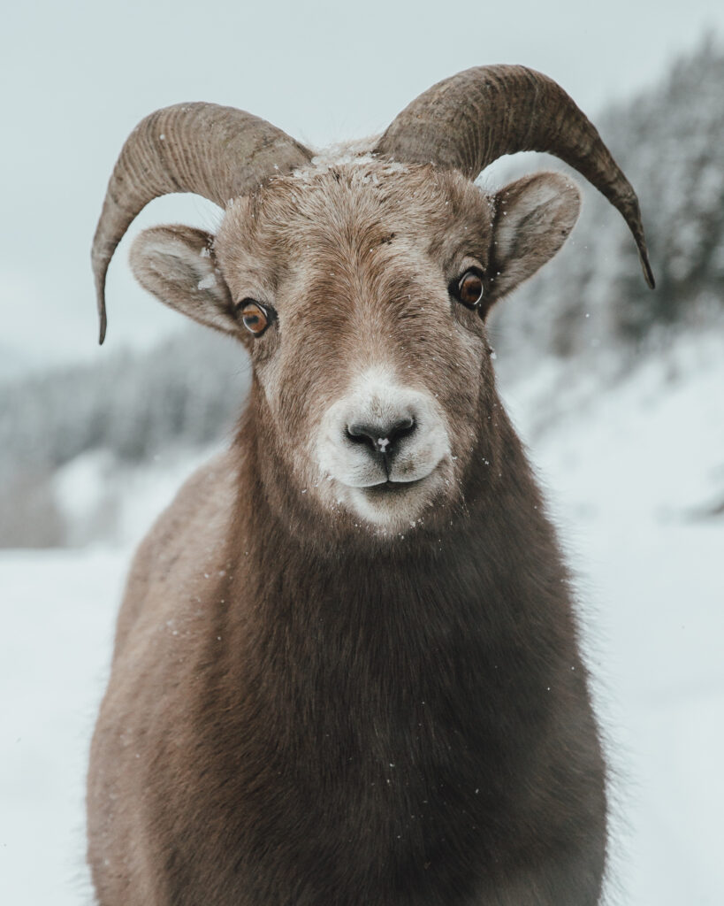 Sheep_CRMikeSeehagel