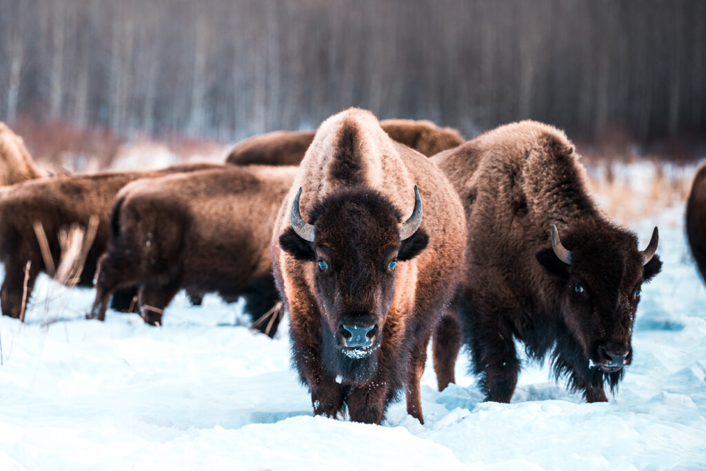 In Elk Island National Park vlakbij Edmonton in Alberta vind je een van de laatste grote bizonpopulaties in Noord-Amerika.