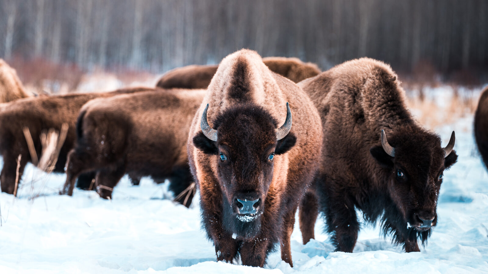 In Elk Island National Park vlakbij Edmonton in Alberta vind je een van de laatste grote bizonpopulaties in Noord-Amerika.